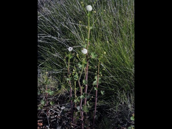 Trachymene oleracea oleracea
Parsnip, Fan-leaved Lace Flower (Eng) Gujiwanggarn (Arb/Ngarluma)
Trefwoorden: Plant;Arialaceae;Bloem;wit