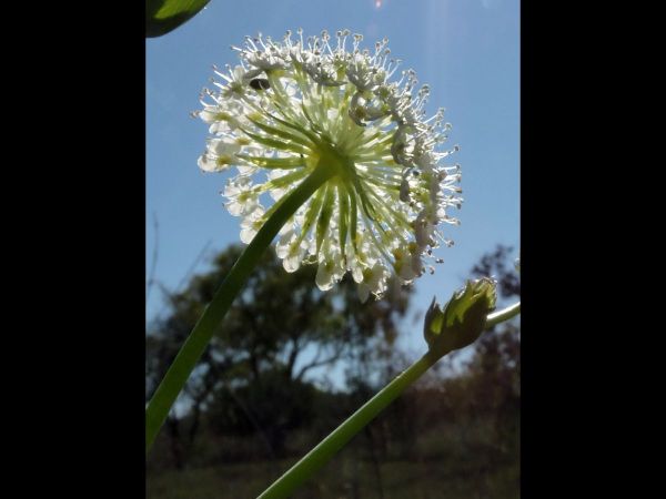 Trachymene oleracea oleracea
Parsnip, Fan-leaved Lace Flower (Eng) Gujiwanggarn (Arb/Ngarluma)
Trefwoorden: Plant;Arialaceae;Bloem;wit