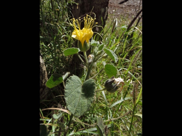 Abutilon; A. cunninghamii
Trefwoorden: Plant;Malvaceae;Bloem;geel