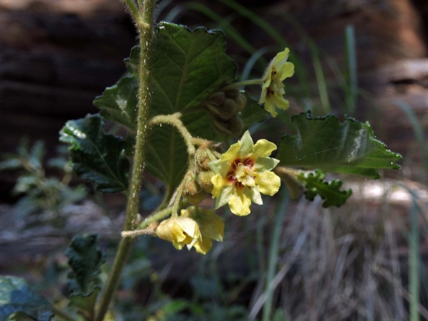 Androcalva luteiflora
Yellow-Flowered Rulingia (Eng)
Trefwoorden: Plant;Malvaceae;Bloem;geel
