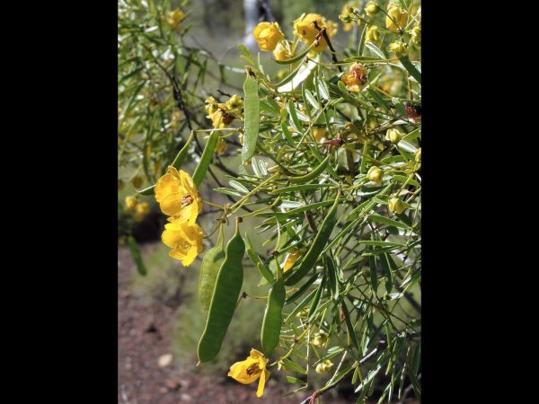 Senna glutinosa glutinosa
Sticky Cassia (Eng)
Trefwoorden: Plant;Fabaceae;Bloem;geel