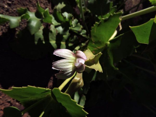 Velleia connata
Cup Velleia (Eng)
Trefwoorden: Plant;Goodeniaceae;wit;groen