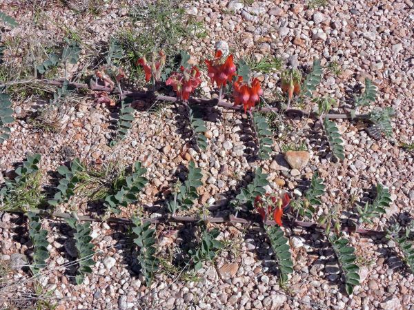 Swainsona formosa
Sturt's Desert Pea (Eng)
Trefwoorden: Plant;Fabaceae;Bloem;rood