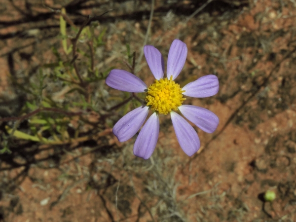 Roebuckiella ciliocarpa
Native Daisy, Showy Daisy (Eng)
Trefwoorden: Plant;Asteraceae;Bloem;roze;purper