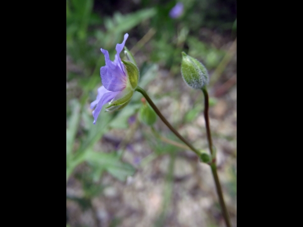 Erodium; E. cygnorum
Blue Heron's Bill (Eng)
Trefwoorden: Plant;Geraniaceae;Bloem;blauw