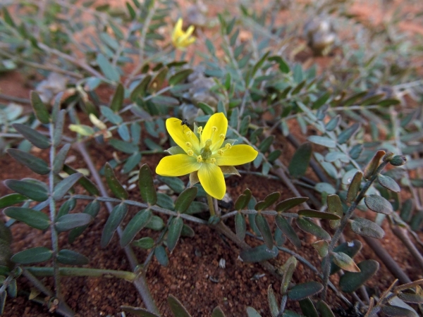 Tribulus terrestris
Caltrop (Eng)
Trefwoorden: Plant;Zygophyllaceae;Bloem;geel