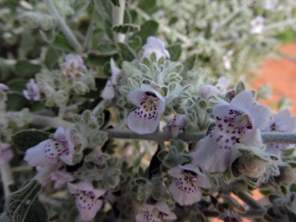 Quoya atriplicina
Saltbush Foxglove (Eng)
Trefwoorden: Plant;Lamiaceae;Bloem;roze