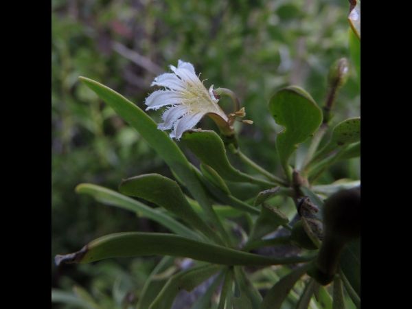 Scaevola spinescens
Prickly Fanflower, Currant Bush (Eng)
Trefwoorden: Plant;Goodeniaceae;Bloem;wit