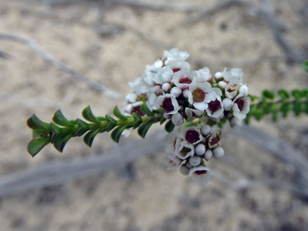 Scholtzia lepthanta
Coastal Myrtle (Eng)
Trefwoorden: Plant;Myrtaceae;Bloem;wit