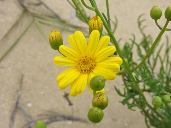 Senecio pinnatifolius pinnatifolius
Variable Groundsel (Eng)
Trefwoorden: Plant;Asteraceae;Bloem;geel