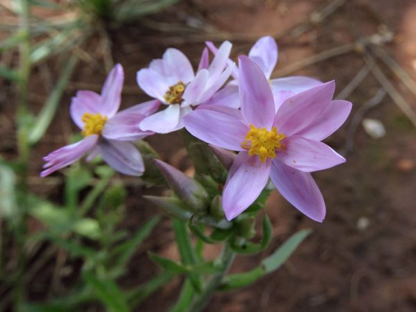 Schoenia cassiniana
Pink Everlasting (Eng)
Trefwoorden: Plant;Asteraceae;Bloem;roze