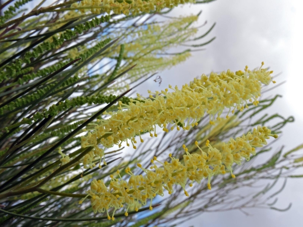 Grevillea candelabroides
Trefwoorden: Plant;Boom;Proteaceae;Bloem;geel