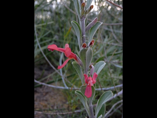 Hemigenia macrantha
Trefwoorden: Plant;Lamiaceae;Bloem;rood