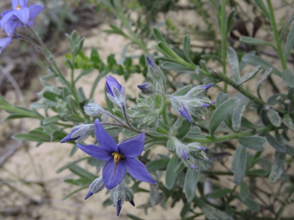 Halgania sericiflora
Trefwoorden: Plant;Boraginaceae;Bloem;blauw
