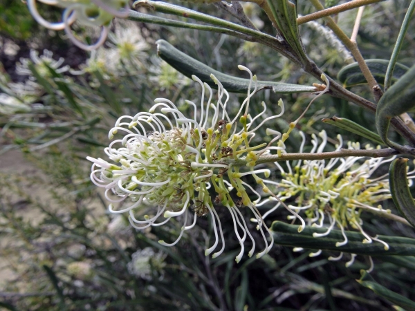 Grevillea commutata
Trefwoorden: Plant;struik;Proteaceae;Bloem;wit