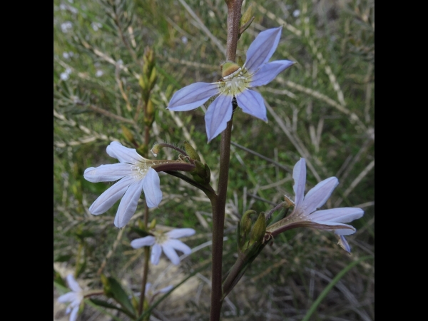 Scaevola; S. thesioides ssp thesioides
Trefwoorden: Plant;Goodeniaceae;Bloem;blauw;wit