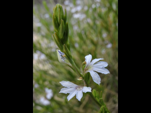 Scaevola thesioides subsp. thesioides. 
Trefwoorden: Plant;Goodeniaceae;Bloem;blauw;wit