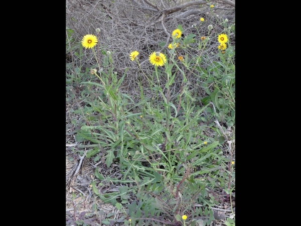 Reichardia tingitana
False Sowthistle (Eng) 
Trefwoorden: Plant;Asteraceae;Bloem;geel