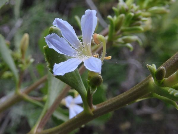 Scaevola crassifolia
Thick-Leaved Fanflower (Eng)
Trefwoorden: Plant;Goodeniaceae;Bloem;blauw;wit
