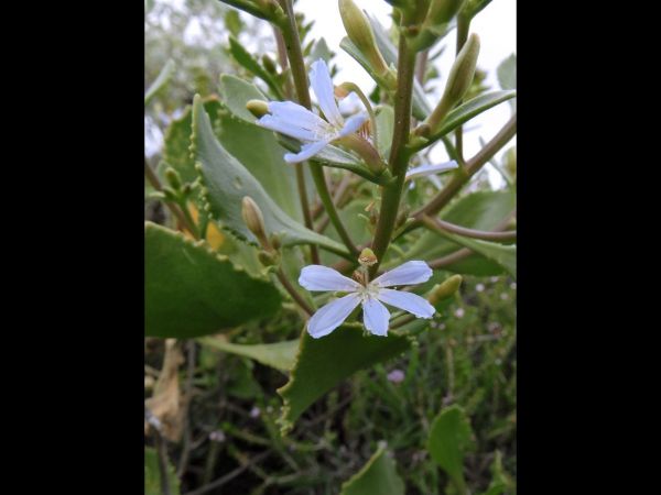 Scaevola crassifolia
Thick-Leaved Fanflower (Eng)
Trefwoorden: Plant;Goodeniaceae;Bloem;blauw;wit