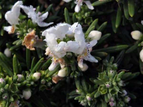 Westringia dampieri
Shore Westringia (Eng)
Trefwoorden: Plant;Lamiaceae;Bloem;wit