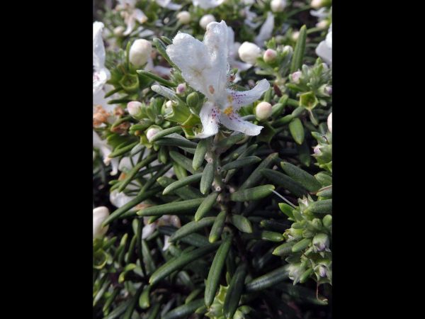 Westringia dampieri
Shore Westringia (Eng)
Trefwoorden: Plant;Lamiaceae;Bloem;wit