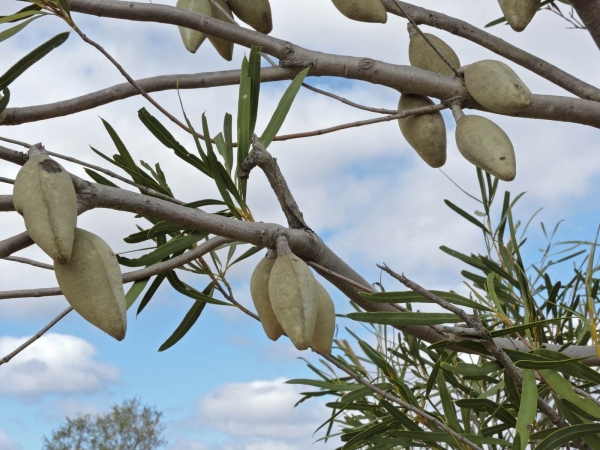 Xylomelum angustifolium
Sandplain Woody Pear (Eng) - fruit
Keywords: Plant;Boom;Proteaceae;vrucht