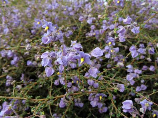 Seringia hermanniifolia
Crinkle-Leaved Firebush (Eng)
Trefwoorden: Plant;Malvaceae;Bloem;violet;blauw