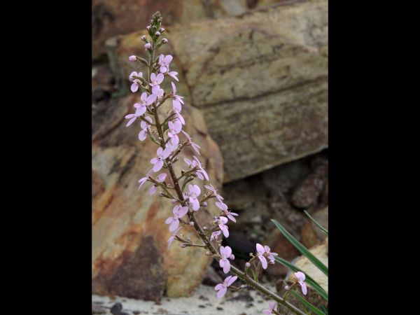 Stylidium elongatum
Tall Triggerplant (Eng)
Trefwoorden: Plant;Stylidiaceae;Bloem;roze