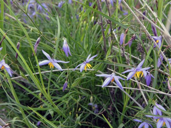 Stypandra glauca
Nodding Blue Lily (Eng)
Trefwoorden: Plant;Asphodelaceae;Bloem;blauw