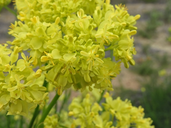 Glischrocaryon aureum
Common Popflower (Eng)
Trefwoorden: Plant;Haloragaceae;Bloem;geel