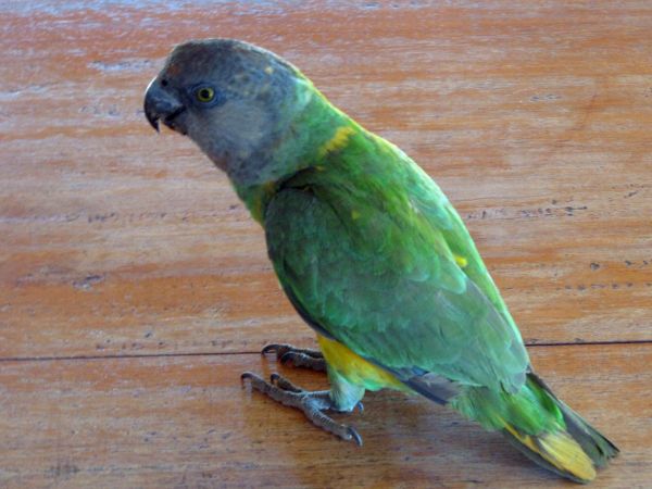 Poicephalus senegalus
Senegal Parrot (Eng) Bonte Boertje (Ned) 
Trefwoorden: Bird;Psittaciformes;Psittacidae