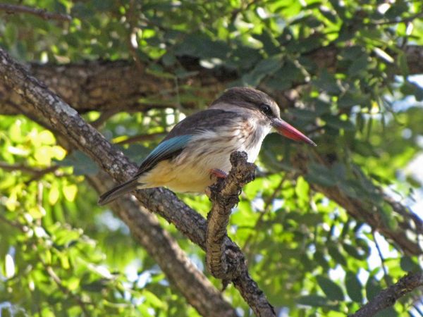 Halcyon chelicuti
Striped Kingfisher (Eng) Gestreepte IJsvogel (Ned) Gestreepte Visvanger (Afr)
Trefwoorden: Bird;Coraciiformes;Alcedinidae