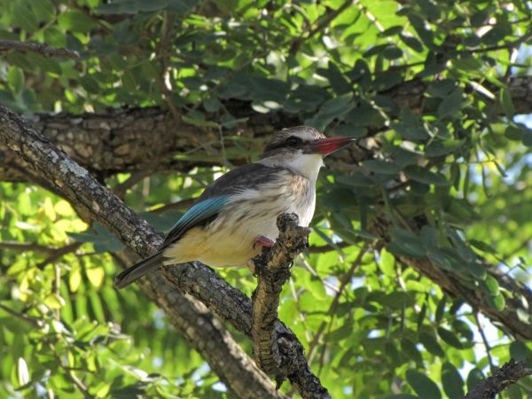 Halcyon chelicuti
Striped Kingfisher (Eng) Gestreepte IJsvogel (Ned) Gestreepte Visvanger (Afr)
Trefwoorden: Bird;Coraciiformes;Alcedinidae