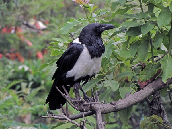 Corvus albus
Pied Crow (Eng) Schildraaf (Ned) Witborskraai (Afr)
Trefwoorden: Bird;Passeriformes;Corvidae