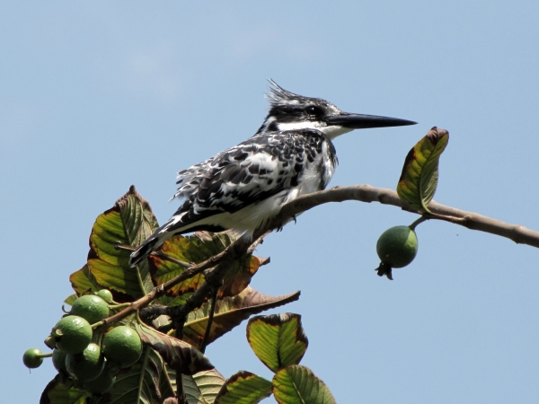 Ceryle rudis
Pied Kingfisher (Eng) Bonte IJsvogel (Ned) Bontvisvanger (Afr) - Male
Trefwoorden: Bird;Coraciiformes;Alcedinidae