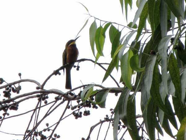 Merops oreobates
Cinnamon-chested Bee-eater (Eng) Bergbijeneter (Ned) 
Trefwoorden: Bird;Coraciiformes;Meropidae