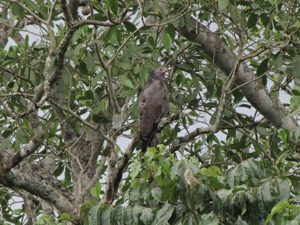 Polyboroides typus
African Harrier-hawk (Eng) Kaalkopkiekendief (Ned) Kaalwangvalk (Afr)
Trefwoorden: Bird;Accipitriformes;Accipitridae