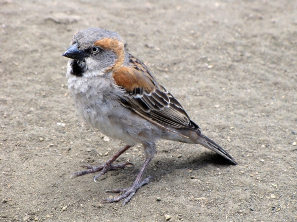 Passer  rufocinctus
Kenya Sparrow (Eng) Keniaanse Roestmus (Ned)
Trefwoorden: Bird;Passeriformes;Passeridae