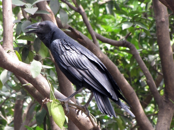 Corvus rhipidurus
Fan-tailed Raven (Eng) Waaierstaartraaf (Ned) 
Trefwoorden: Bird;Passeriformes;Corvidae