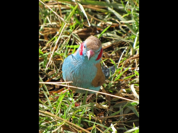 Uraeginthus bengalus
Red-cheeked Cordon-bleu (Eng) Blauwfazantje (Ned) Blousysie (Afr) - Male
Trefwoorden: Bird;Passeriformes;Estrildidae