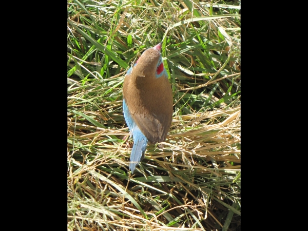 Uraeginthus bengalus
Red-cheeked Cordon-bleu (Eng) Blauwfazantje (Ned) Blousysie (Afr) - Male
Trefwoorden: Bird;Passeriformes;Estrildidae
