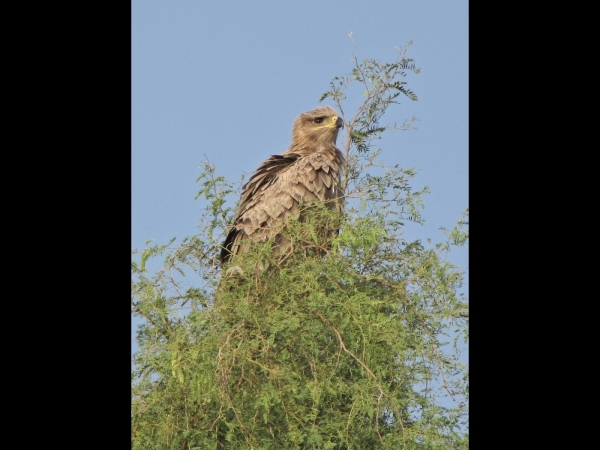 Aquila; A. rapax
Tawny Eagle (Eng) Savannearend (Ned) 
Trefwoorden: Bird;Accipitriformes;Accipitridae