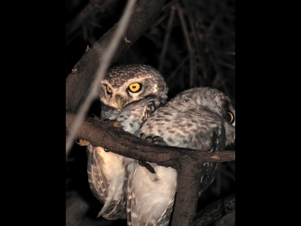 Athene brama
Spotted Owlet (Eng) Brahmaanse Steenuil (Ned) 
Trefwoorden: Bird;Strigiformes;Strigidae