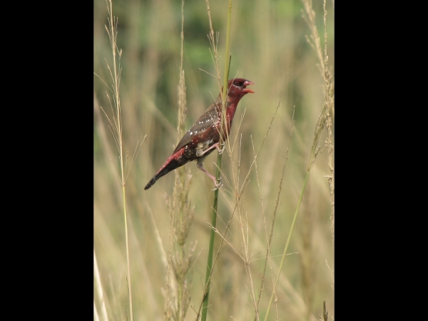 Amandava amandava
Red Avadavat, Red Munia (Eng) Tijgervink (Ned) - Non-breeding male
Trefwoorden: Bird;Passeriformes;Estrildidae