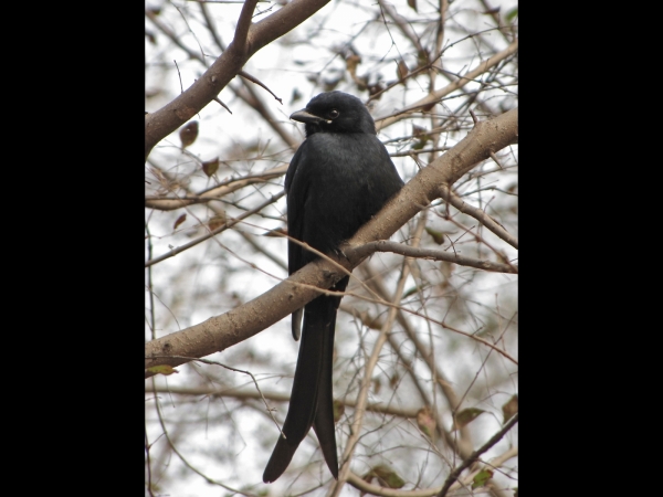 Dicrurus macrocerus
Black Drongo (Eng) Koningsdrongo (Ned)
Trefwoorden: Bird;Passeriformes;Dicruridae