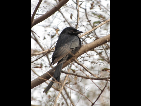 Dicrurus macrocerus
Black Drongo (Eng) Koningsdrongo (Ned)
Trefwoorden: Bird;Passeriformes;Dicruridae