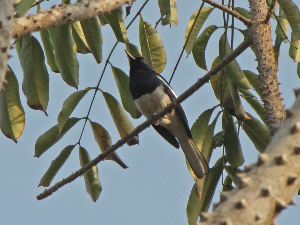 Copsychus saularis
Oriental Magpie-robin (Eng) Dayallijster (Ned) 
Trefwoorden: Bird;Passeriformes;Muscicapidae