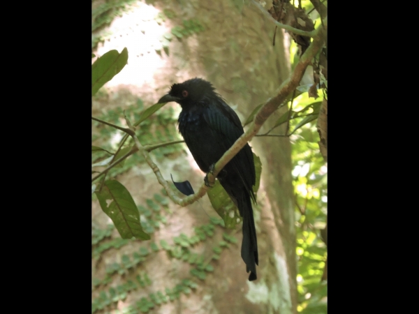 Dicrurus paradiseus
Greater Racket-tailed Drongo (Eng) Vlaggendrongo (Ned) Burung Cecawi Anting-anting (Mal) 
Trefwoorden: Bird;Passeriformes;Dicruridae