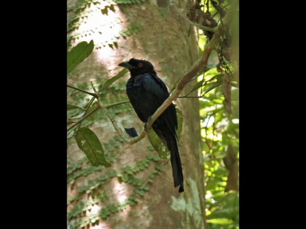 Dicrurus paradiseus
Greater Racket-tailed Drongo (Eng) Vlaggendrongo (Ned) Burung Cecawi Anting-anting (Mal) 
Trefwoorden: Bird;Passeriformes;Dicruridae